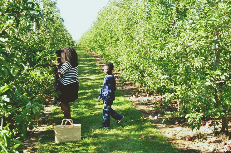 best-apple-picking-spots-near-toronto